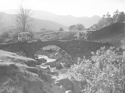 Cows walking over a stone bridge with stream beneath by Joseph Hardman