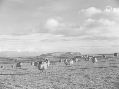 Flock of Sheep Grazing Near Humphrey Head by Joseph Hardman