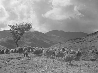 Flock of Sheep with Fells in Background by Joseph Hardman