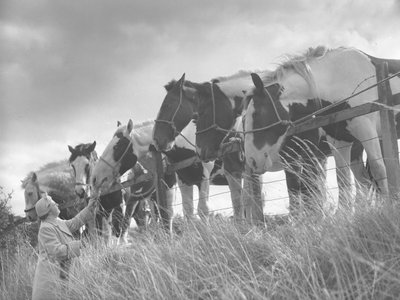 Horses Leaning Over Fence and Being Fed by Lady by Joseph Hardman