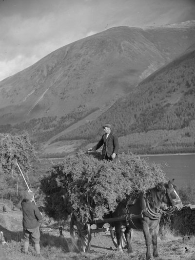 Man standing on top of laden bracken cart while another loads more with a fork by Joseph Hardman