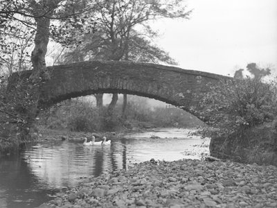 Three geese on water under a stone bridge by Joseph Hardman