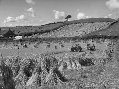 Tractor in field harvesting wheat with a binder by Joseph Hardman