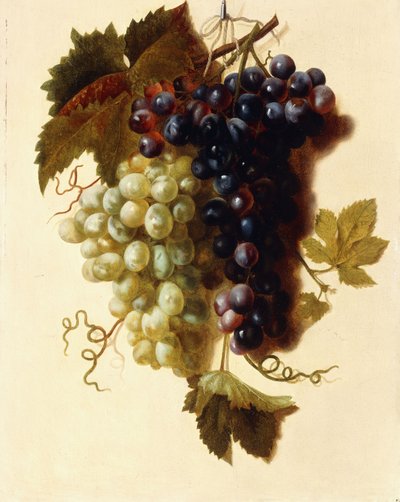 Bunches of Green and Red Grapes suspended from a Rope by Joseph Laurent Malaine
