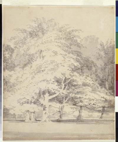 Beech Trees by Joseph Mallord William Turner