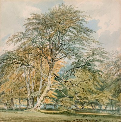 Beech Trees at Norbury Park, Leatherhead, Surrey by Joseph Mallord William Turner