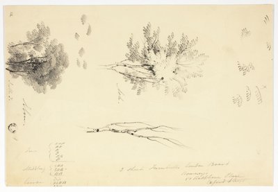 Sketches of Elm and Ash Trees by Joseph Mallord William Turner