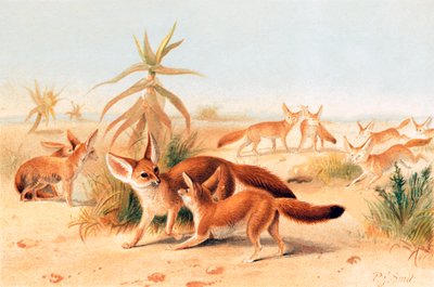 African Fennecs by Joseph Smit