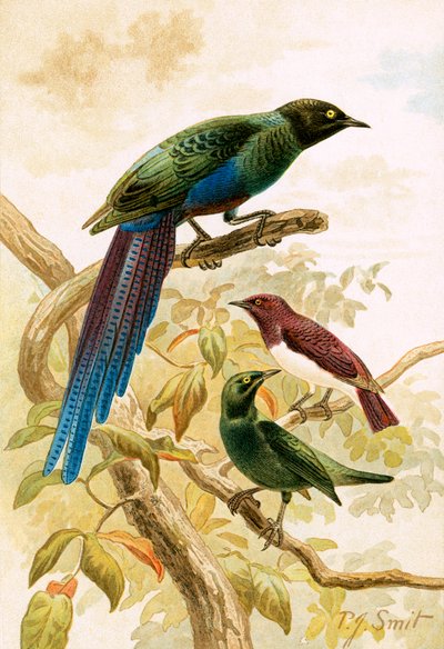Glossy Starlings by Joseph Smit