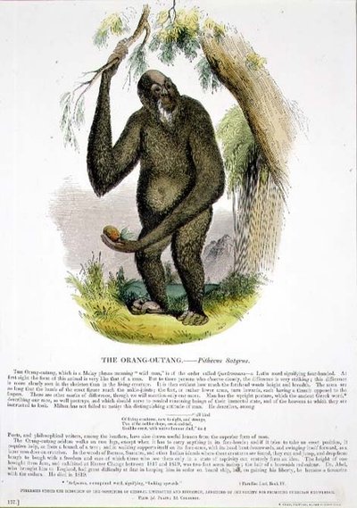The Orang-Outang (Pithecus satyrus) educational illustration by Josiah Wood Whymper