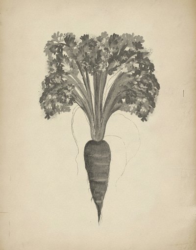 Botanical Carrot Drawing by Josie George