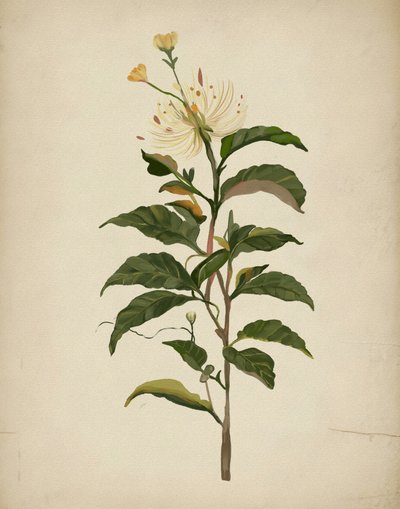 Elegant Botanical Bloom by Josie George