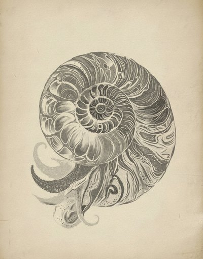 Intricate Nautilus Spiral by Josie George