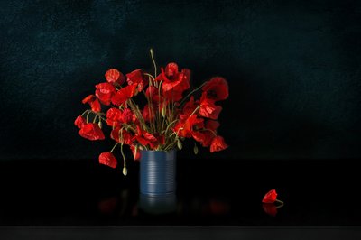 Dramatic Red Poppies by Juan Antonio Palacios