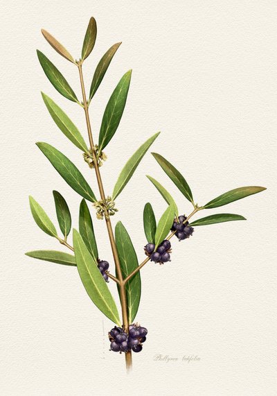 Elegant Berry Branch by Juan Hernaz