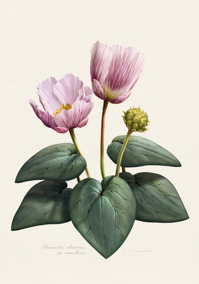 Elegant Pink Botanical Flowers by Juan Hernaz