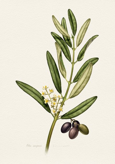 Olive Branch With Fruit by Juan Hernaz