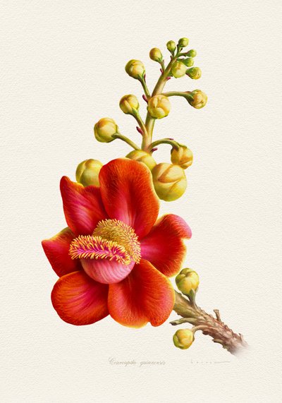 Vibrant Cannonball Flower by Juan Hernaz