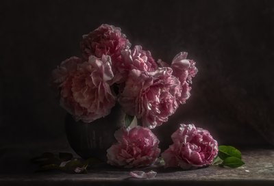 Dark Pink Peonies by Judy Tseng