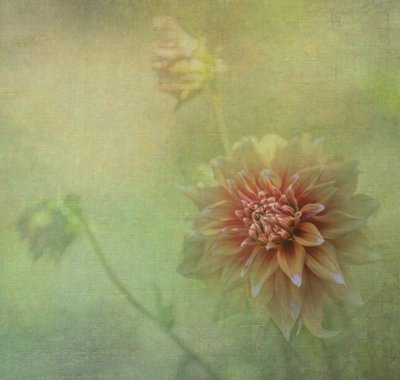 Dreamy Dahlia Bloom by Judy Tseng