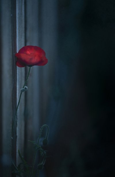 Moody Red Poppy Bloom by Judy Tseng