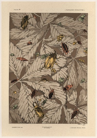 Beetles (plate 38 from 