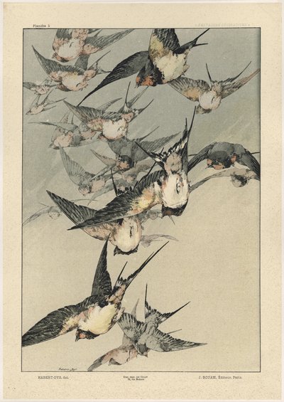Birds, Plate 5 from 