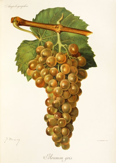 Aramon Gris grape by Jules Troncy
