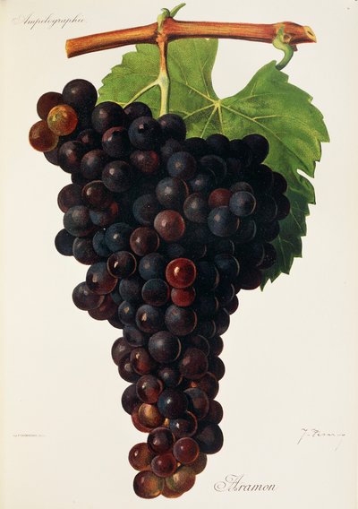 Aramon grape by Jules Troncy