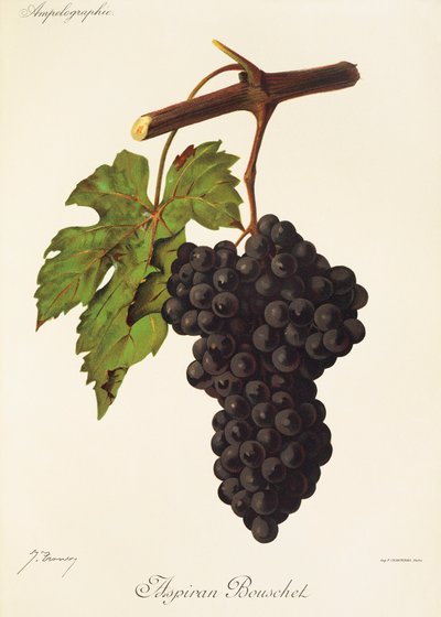 Aspiran Bouschet Grape by Jules Troncy