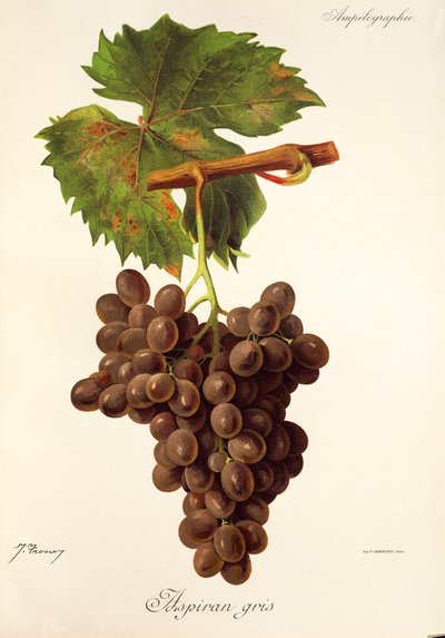 Aspiran Gris grape by Jules Troncy