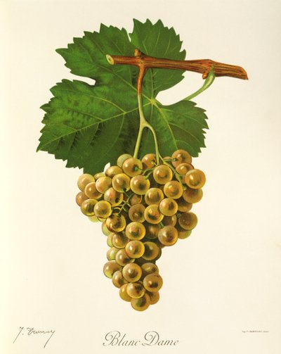 Blanc Dame grape by Jules Troncy