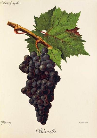 Blavette grape by Jules Troncy