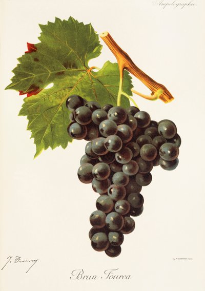 Brun Fourca Grape by Jules Troncy