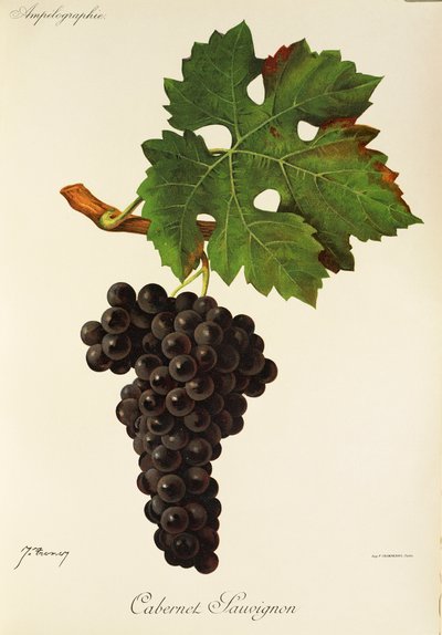 Cabernet Sauvignon Grape by Jules Troncy