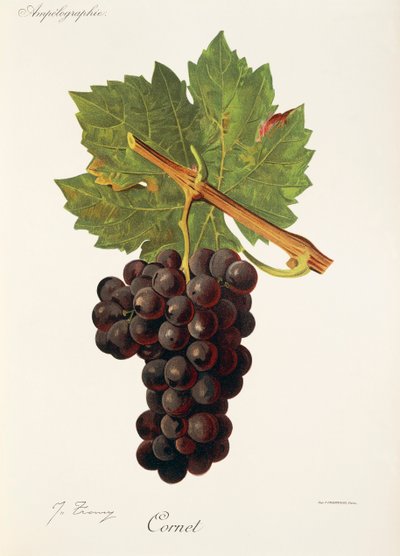 Cornet Grape by Jules Troncy