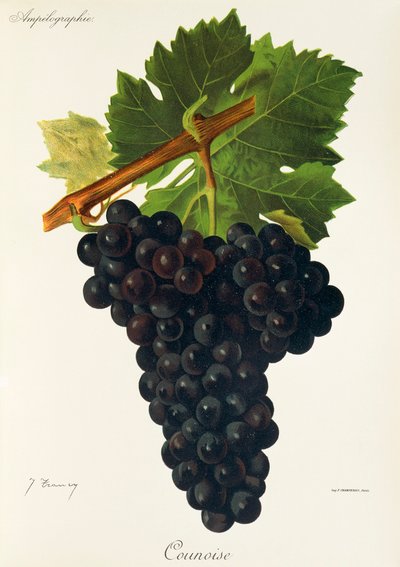 Counoise grape by Jules Troncy