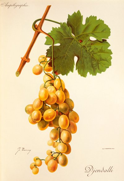 Djendalli grape by Jules Troncy
