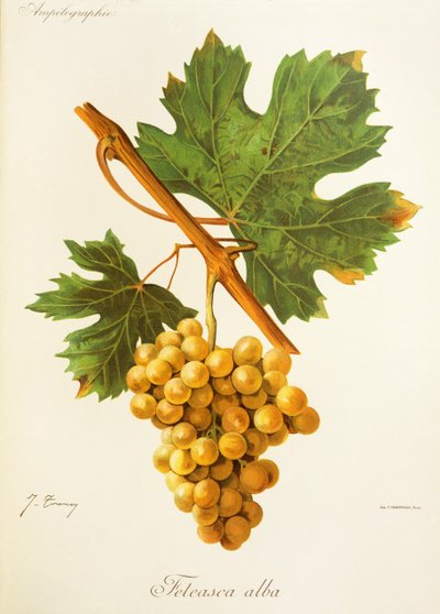 Feteasca Alba grape by Jules Troncy