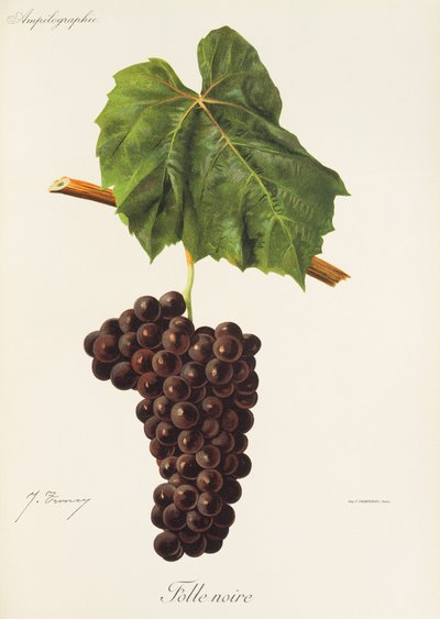 Folle Noire grape by Jules Troncy