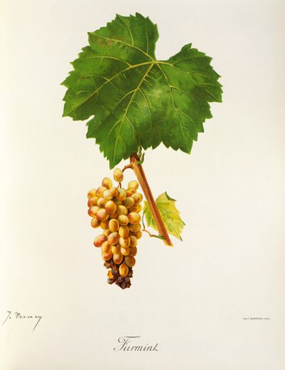 Furmint grape by Jules Troncy