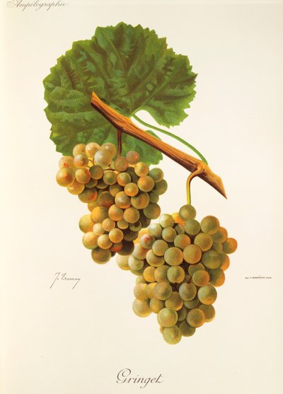 Gringet grape by Jules Troncy