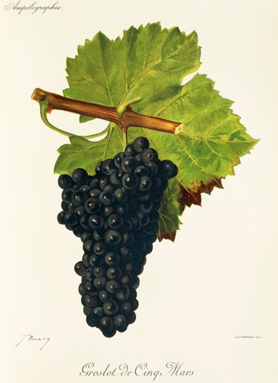 Groslot de Cinq Mars Grape by Jules Troncy