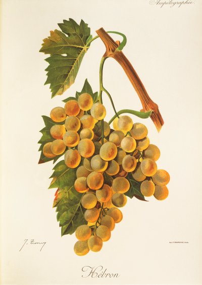 Hebron grape by Jules Troncy