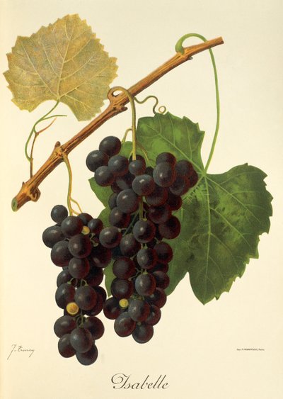 Isabelle grape by Jules Troncy