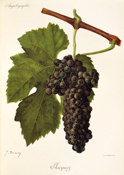 Jacquez grape by Jules Troncy