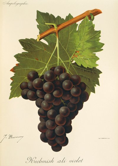 Kechmish Ali Violet Grape by Jules Troncy