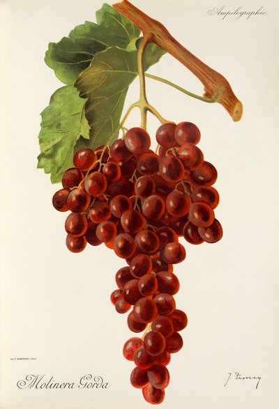 Molinera Gorda grape by Jules Troncy