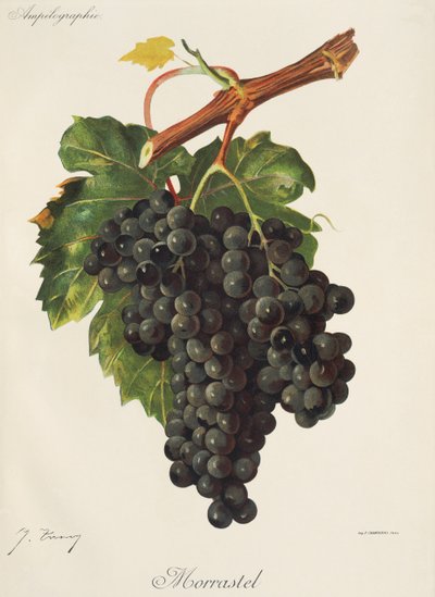 Morrastel Grape by Jules Troncy