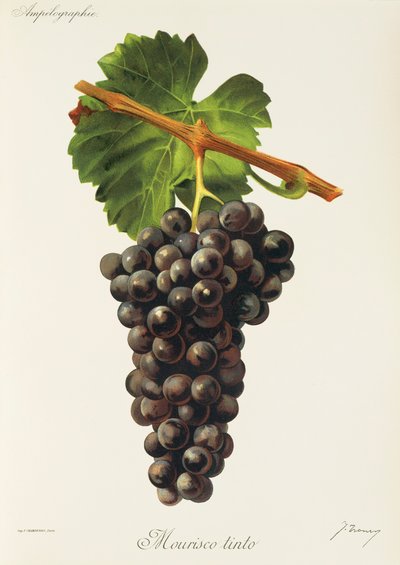 Mourisco Tinto grape by Jules Troncy